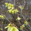 Forsythia ovata fleur P1B